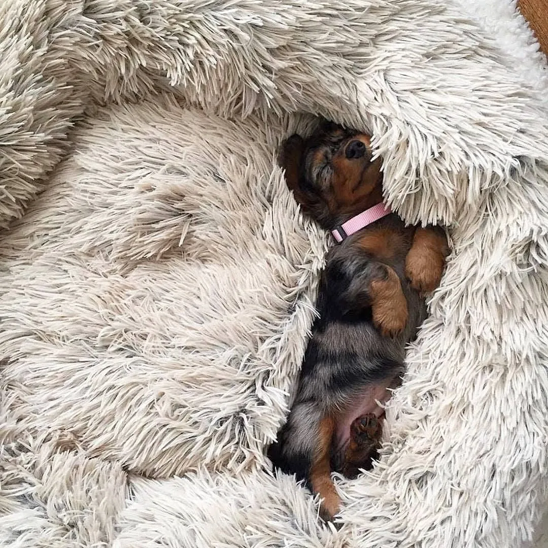 Dach Everywhere™ Cozy Cuddler Bed