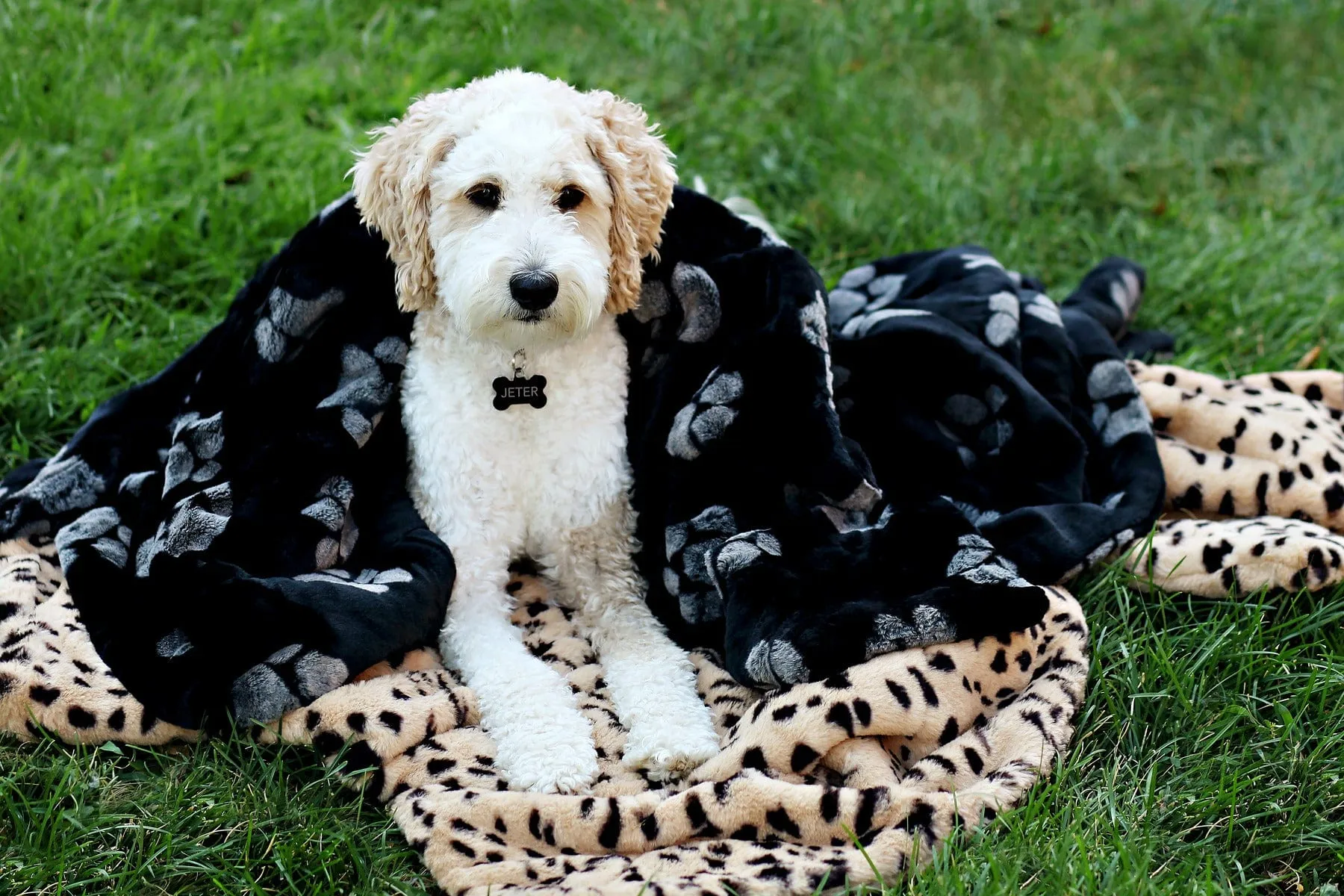 Paw-Fect Blanket