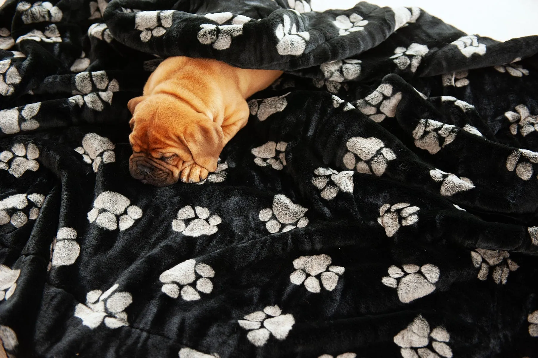 Paw-Fect Blanket